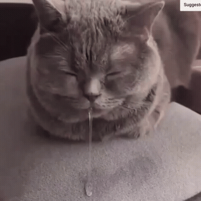 A Cat Is Laying On A Pillow With Its Eyes Closed And A Drop Of Liquid Is Coming Out Of Its Mouth . GIF