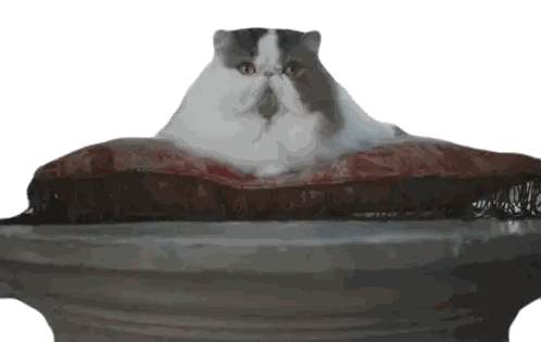 A Cat Is Laying On A Red And White Pillow On A Pedestal Sticker