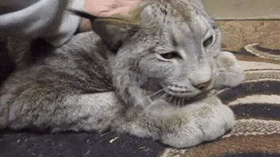 A Cat Is Laying On A Rug With A Person Petting It GIF