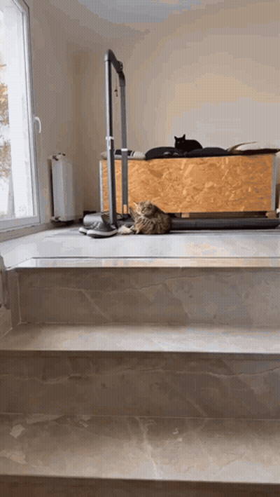 A Cat Is Laying On A Staircase Next To A Window GIF