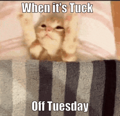 A Cat Is Laying On A Striped Blanket With A Caption That Says When It 'S Tuck Off Tuesday GIF