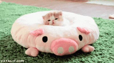 A Cat Is Laying On A Stuffed Pig Pillow GIF