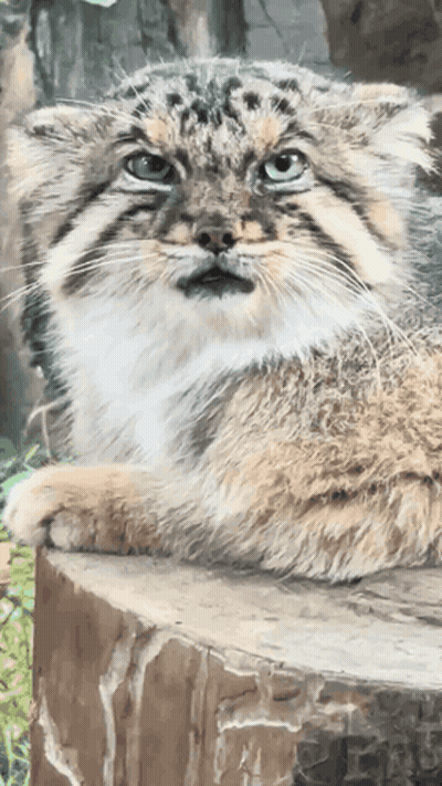 A Cat Is Laying On A Stump And Looking At The Camera GIF