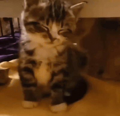 A Cat Is Laying On A Table And Looking At The Camera . GIF