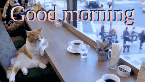 A Cat Is Laying On A Table In Front Of A Window With The Words Good Morning Above It GIF