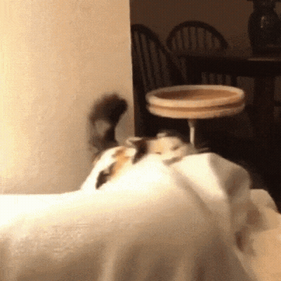 A Cat Is Laying On A White Cloth In A Room GIF