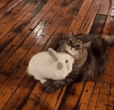 A Cat Is Laying On A Wooden Floor Next To A White Rabbit . GIF