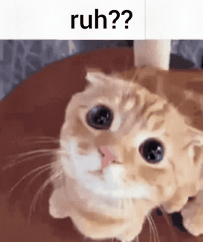 A Cat Is Laying On A Wooden Table And Looking At The Camera With A Caption That Says Ruh . GIF