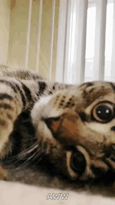 A Cat Is Laying On Its Back And Looking At The Camera With The Caption Aww . GIF