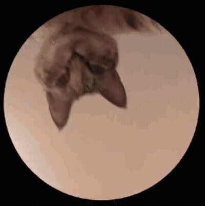 A Cat Is Laying On Its Back In A Circle On A Table . GIF