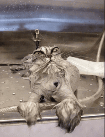 A Cat Is Laying On Its Back In A Sink GIF