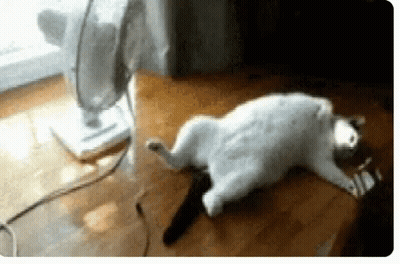 A Cat Is Laying On Its Back In Front Of A Fan On A Wooden Floor . GIF