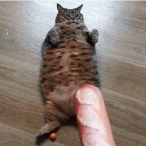 A Cat Is Laying On Its Back Next To A Large Sausage GIF