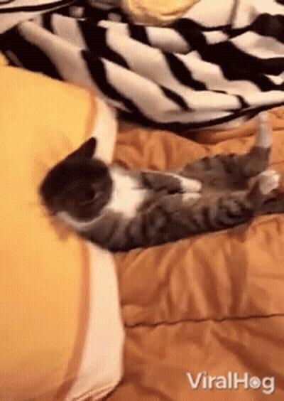 A Cat Is Laying On Its Back On A Bed With A Striped Blanket GIF