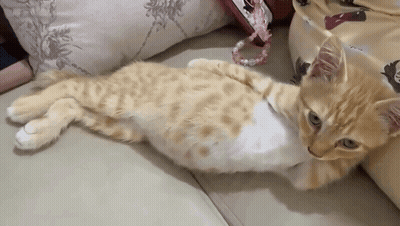 A Cat Is Laying On Its Back On A Couch And Looking At The Camera GIF