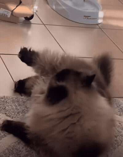 A Cat Is Laying On Its Back On A Tiled Floor In Front Of A Water Dispenser GIF
