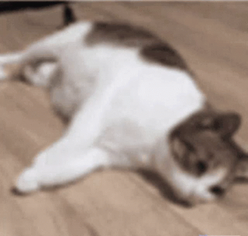 A Cat Is Laying On Its Back On The Floor . GIF
