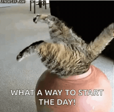 A Cat Is Laying On Its Back On Top Of A Ball With The Words `` What A Way To Start The Day ! '' GIF