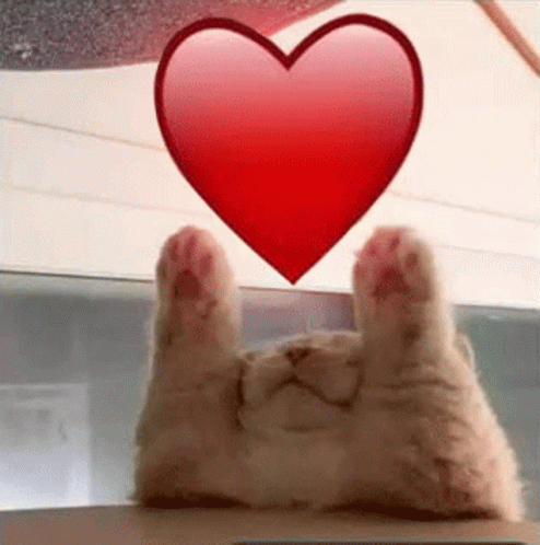 A Cat Is Laying On Its Back With Its Paws Up And A Heart Floating Above Its Head . GIF