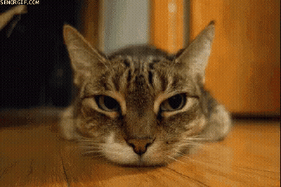 A Cat Is Laying On The Floor And Looking At The Camera GIF
