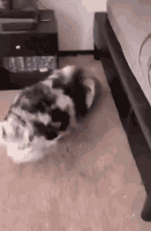 A Cat Is Laying On The Floor In Front Of A Bed . GIF