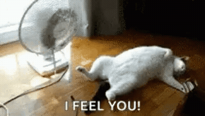 A Cat Is Laying On The Floor In Front Of A Fan And Says `` I Feel You '' . GIF