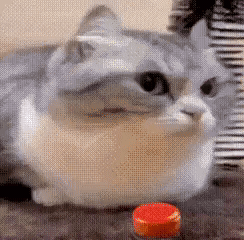 A Cat Is Laying On The Floor Looking At A Red Button . GIF