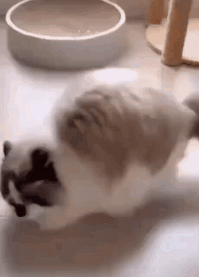 A Cat Is Laying On The Floor Next To A Bowl . GIF