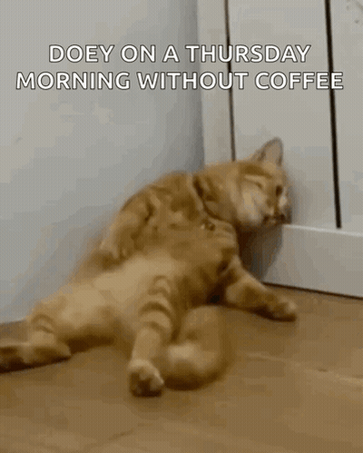 A Cat Is Laying On The Floor Next To A Wall Without Coffee . GIF