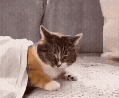 A Cat Is Laying On The Floor Under A Blanket . GIF