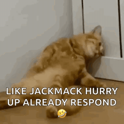 A Cat Is Laying On The Floor With A Caption That Says Like Jackmack Hurry Up Already Respond . GIF