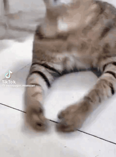 A Cat Is Laying On The Floor With Its Legs Crossed . GIF