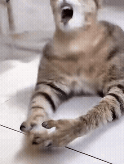 A Cat Is Laying On The Floor With Its Mouth Open And Its Paws Outstretched . GIF