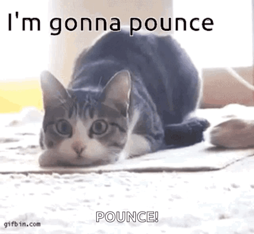 A Cat Is Laying On The Floor With The Words `` I 'M Gonna Pounce Pounce '' . GIF