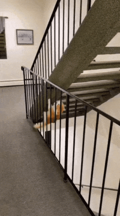 A Cat Is Laying On The Stairs Next To A Metal Railing . GIF