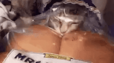 A Cat Is Laying On Top Of A Bag Of Bread . GIF