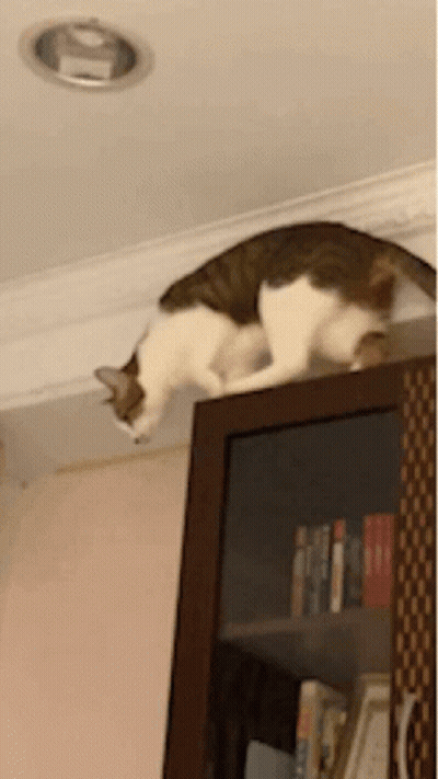 A Cat Is Laying On Top Of A Bookcase With Books On It GIF