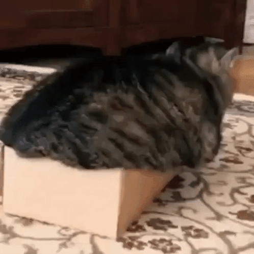 A Cat Is Laying On Top Of A Cardboard Box On A Rug . GIF