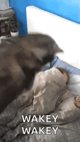 A Cat Is Laying On Top Of A Person In A Bed With A Blanket On . GIF