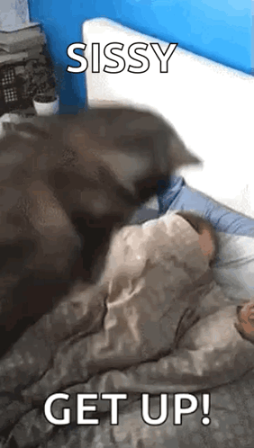 A Cat Is Laying On Top Of A Person In A Bed With The Words `` Sissy Get Up '' Written On It . GIF