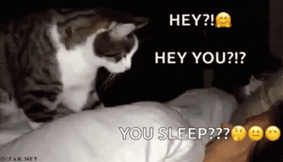 A Cat Is Laying On Top Of A Person 'S Head . GIF