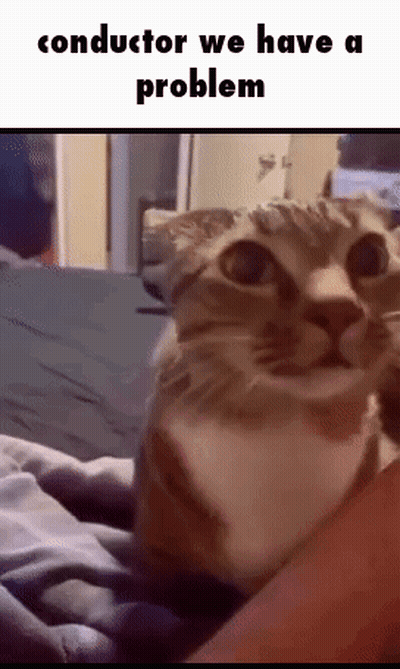 A Cat Is Laying On Top Of A Person 'S Lap And Looking At The Camera . GIF