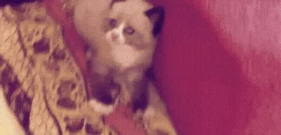 A Cat Is Laying On Top Of A Pink Blanket . GIF