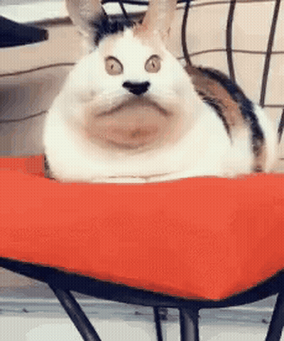 A Cat Is Laying On Top Of A Red Pillow On A Chair . GIF