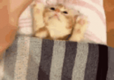 A Cat Is Laying On Top Of A Striped Blanket . GIF