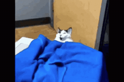 A Cat Is Laying Under A Blue Blanket On A Bed GIF