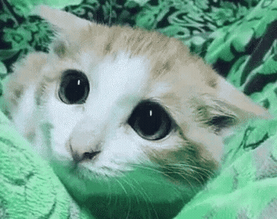 A Cat Is Laying Under A Green Blanket And Looking At The Camera . GIF