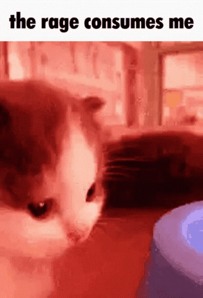 A Cat Is Looking At A Blue Object In A Red Room . GIF