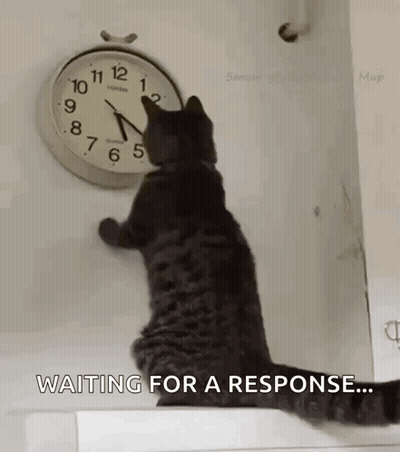 A Cat Is Looking At A Clock And Waiting For A Response GIF