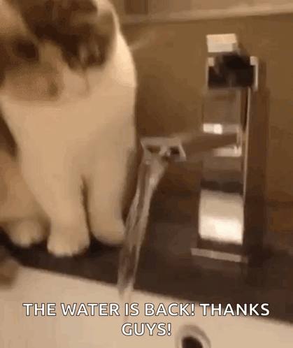 A Cat Is Looking At A Faucet With The Words The Water Is Back ! Thanks Guys . GIF